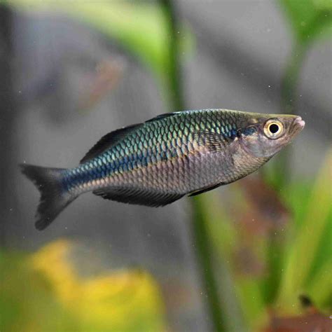 Turquoise Rainbowfish Melanotaenia Lacustris 8 00