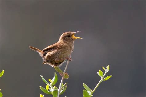 Wren Top Tree5158 Focusing On Wildlife