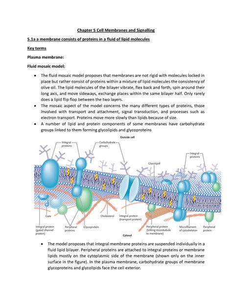 Summary Biology Chapter 5 10 Chapter 5 Cell Membranes And