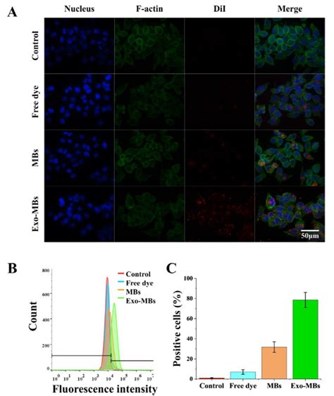 Cellular Uptake Of Exo MBs A Confocal Microscopy Images Of MIA