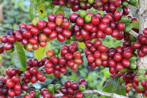 300 Sementes De Café Arábica Catuaí Vermelho Manual Parcelamento