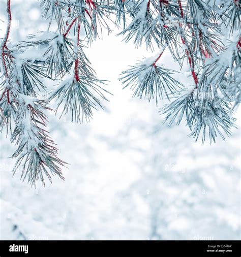 Snow On The Pine Tree Leaves In Winter Season Stock Photo Alamy