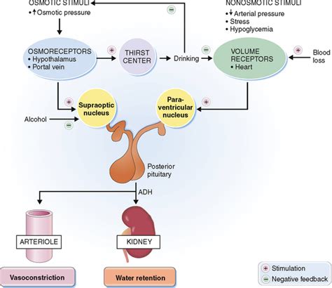 THE ENDOCRINE SYSTEM | Basicmedical Key