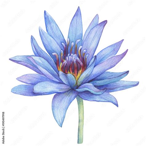 Flowers Blue Egyptian Lotus Water Lily Nymphaea Caerulea Sacred