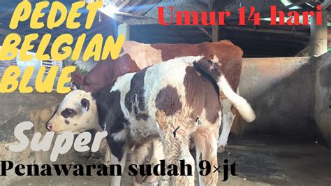 PEDET BELGIAN BLUE SUPER SUDAH DITAWAR 90JUTA BELUM DIKASIHKAN YouTube