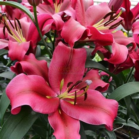 Lilia Drzewiasta Red Desire Wild Lilly Cebulki Kwiaty Pl