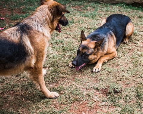 Managing German Shepherd Territorial Aggression - Everything LOVED for ...