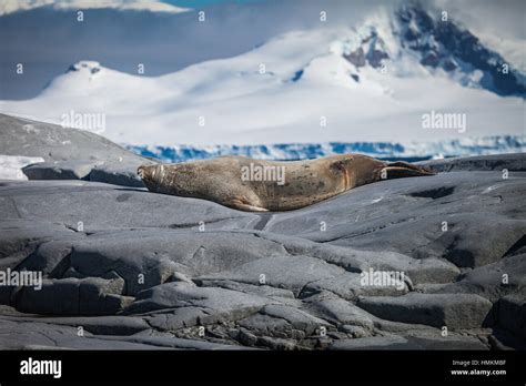 Fur Seal Resting On Rock Marine Life In Nature Stock Photo Alamy