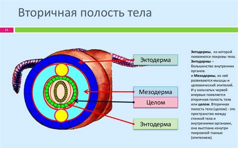 Кольчатые черви - презентация онлайн