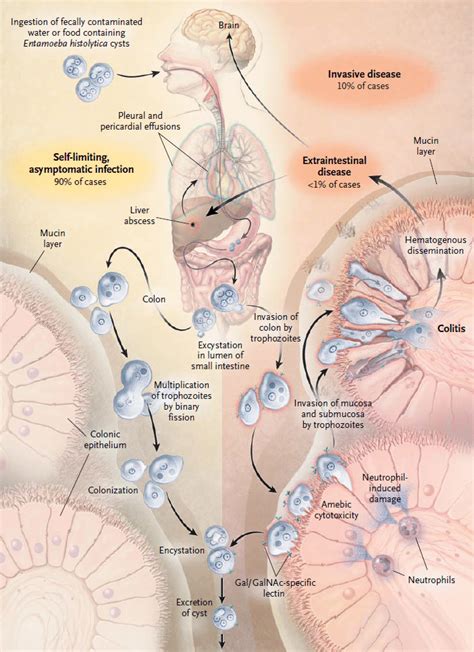 Excretion In Amoeba