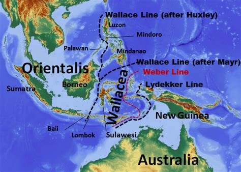 Wallacea Bukti Keragaman Indonesia Situs Hijau Indonesia