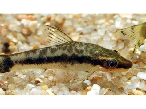 Poissons Nettoyeurs Espèces Et Leur Utilité Aquariophilie