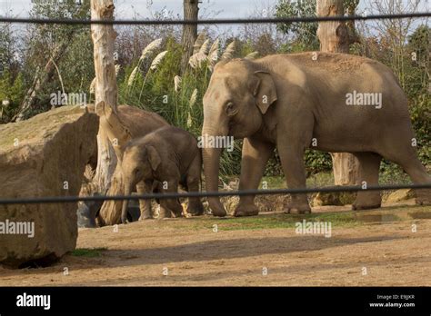 Elephant At Twycross Zoo Stock Photo Alamy