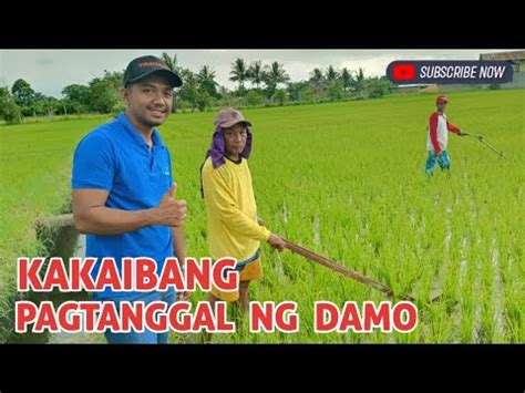 Tipid Sa Pamatay Damo MANO MANONG PAGTANGGAL NG DAMO SA PALAYAN