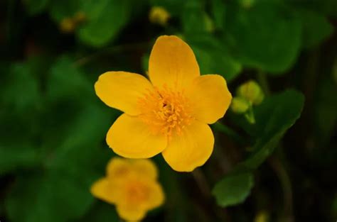 Trollius Fleur Stock Photos Royalty Free Trollius Fleur Images