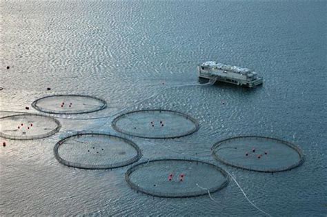 Aquaculture Definition Industry Farming Benefits Types Facts