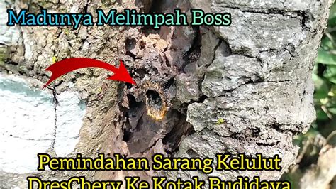 MEMINDAHKAN KOLONI KELULUT DRESCHERY DARI LOG KE KOTAK BUDIDAYA YouTube