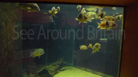 Bolton Museum, Aquarium and Archive, Bolton, Greater Manchester - See ...