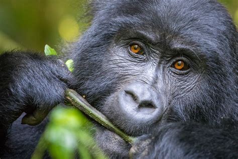 Explore Wildlife Africa Gorilla Tours Book A Trip To Africa