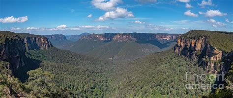 Blue Gum Forest Photograph By Stephen Dwyer Pixels