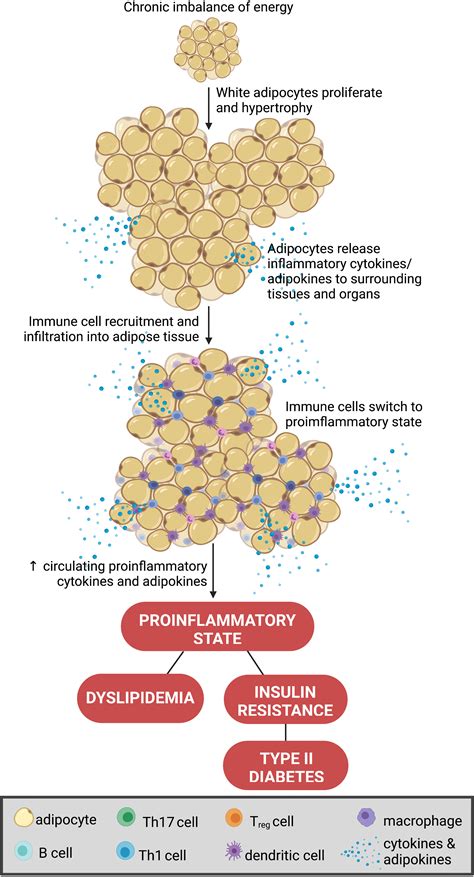 Frontiers Sex Hormones Intestinal Inflammation And The Gut