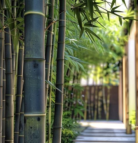 All Bamboo Seeds for Sale – The Bamboo Seed