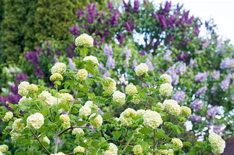 Viburnum opulus Roseum gefüllter Schneeball Lilli Straub Den