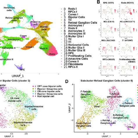 Single Cell Rna Seq Analyses Of Retinal Organoids Derived From Download Scientific Diagram