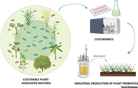 Bacterial Culturing Is Crucial To Boost Sustainable Agriculture Trends