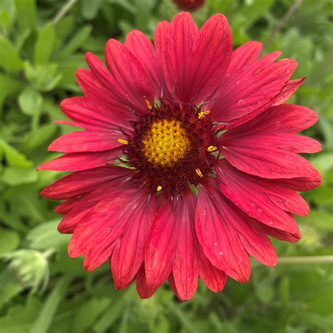 Gaillardia X Grandiflora Mesa™ Red Blanket Flower 4 Pot Little