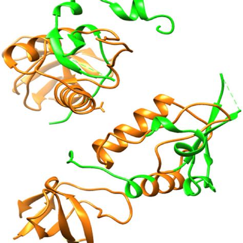 Crystal Structure Of HIV Nef Conserved Region Orange In Complex With