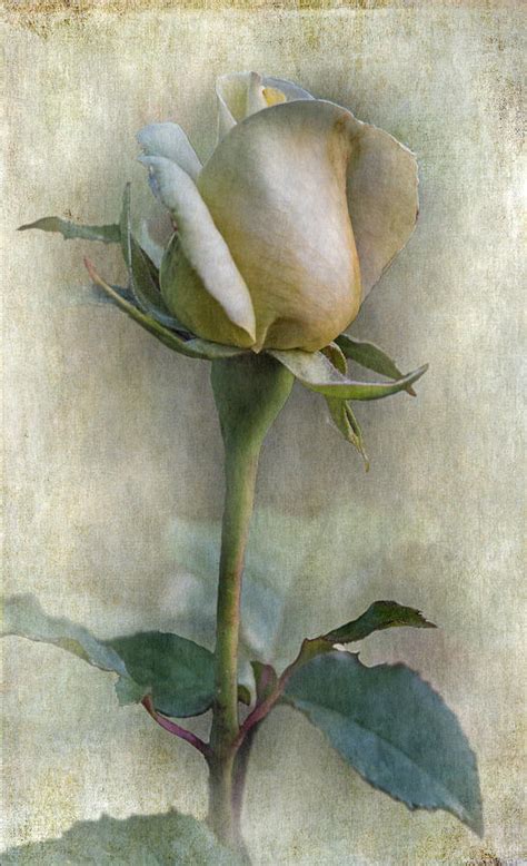 Rose Bud Photograph By Angie Vogel Fine Art America