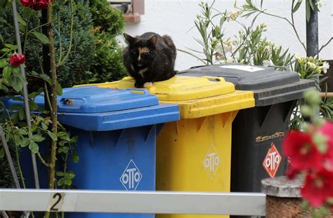 Mülltrennung In welchen Müll gehörts