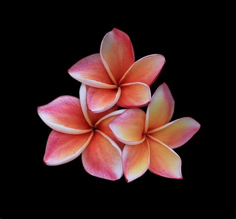 Plumeria Or Frangipani Flowers Close Up Orange Red Plumeria Flowers