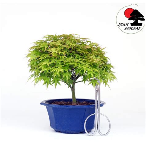 Bonsai De Acer Palmatum Kiyohime TA 69