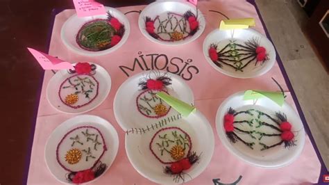 Phases Of Mitosis Model Simple And Easy Way To Make Mitosis Project