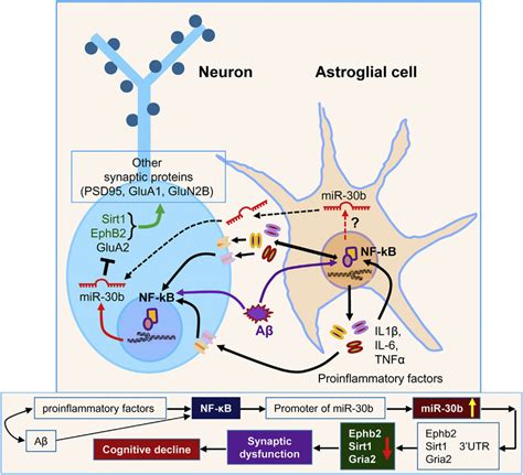 Hypothetical Signaling Pathways Involved In Neuroinflammation