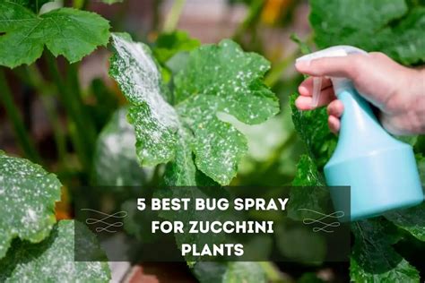 What Can I Spray On Zucchini Plants For Bugs 5 Best Repellant