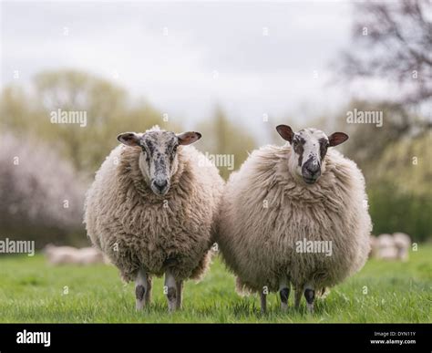 Woolly Sheep Face High Resolution Stock Photography and Images - Alamy