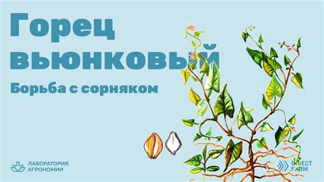 Горец вьюнковый (Гречишка вьюнковая) - меры борьбы с сорняком - YouTube