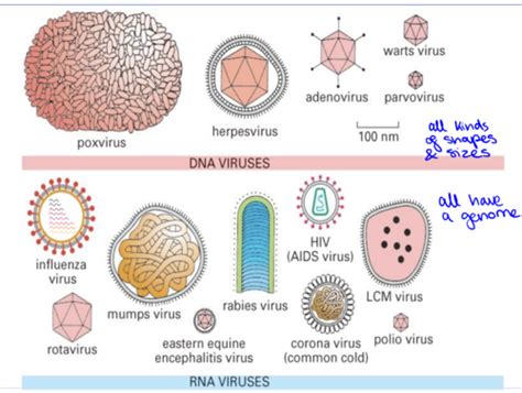 V8 Virology What Is A Virus Flashcards Quizlet