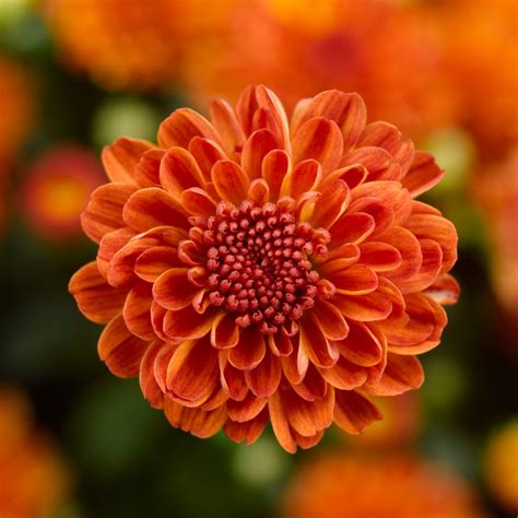 Gigi™ Orange Garden Mum - Chrysanthemum grandiflorum | Proven Winners