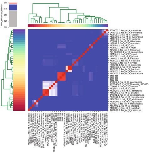 Frontiers Genomic And Phenotypic Insight Into Xanthomonas Vesicatoria