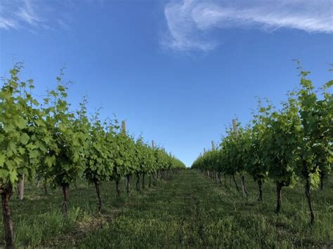 Tre Bicchieri I Migliori Vini Del Molise Premiati Dal Gambero Rosso