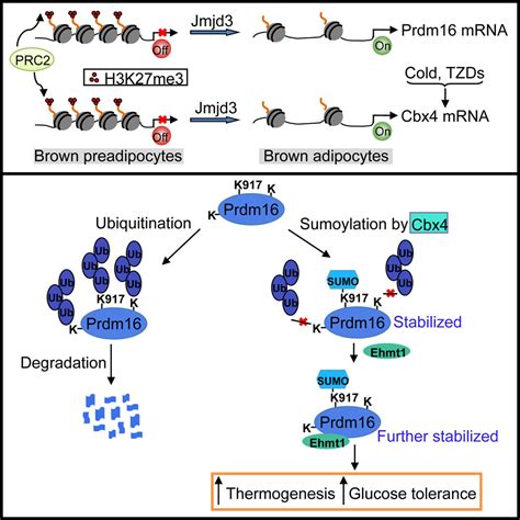 Cbx Sumoylates Prdm To Regulate Adipose Tissue Thermogenesis Cell