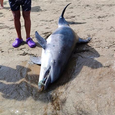 Delfino Morto In Mare Stato Avvistato E Portato Sulla Spiaggia Di