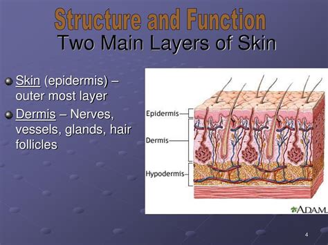 Pptx Integumentary System Components Skin Hair Nails And Sweat | Hot ...