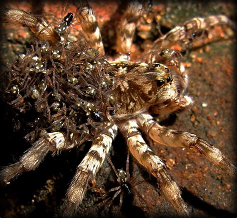 Mother Spider With Babies On Her Back Flickr Photo Sharing