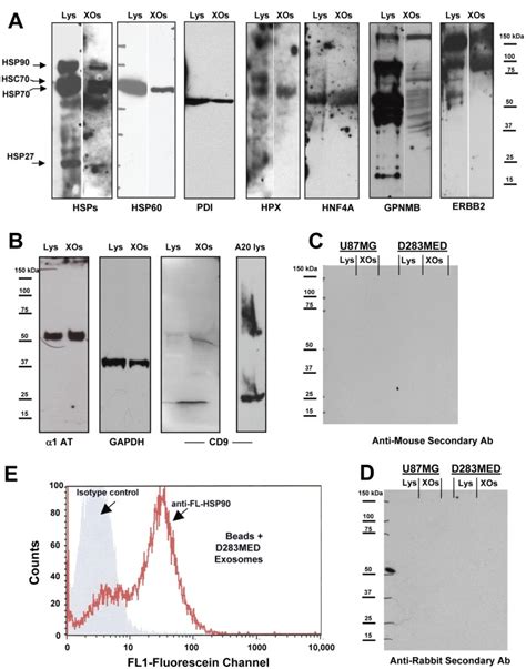 Exosomes Harvested From The Spent Medium Of D283med Cells And The