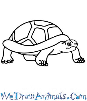 How to Draw a Cartoon Tortoise